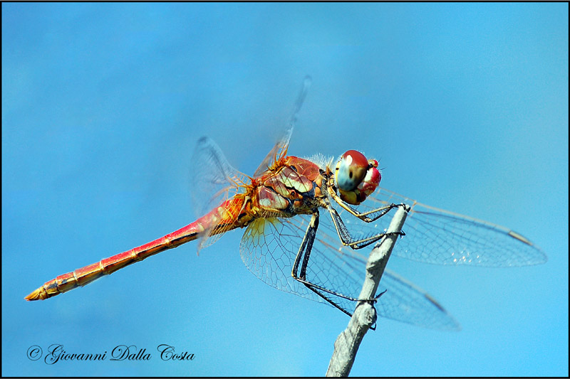 Sympetrum fonscolombii